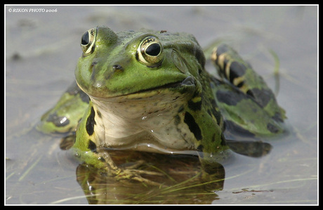 Groene Kikker