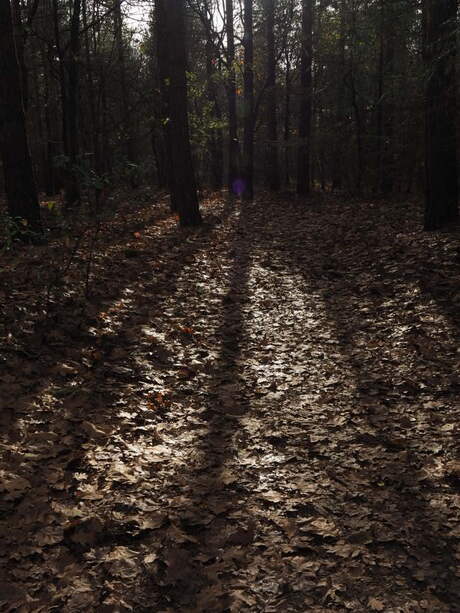 In het bos 