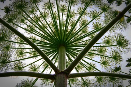 Heracleum sphondylium