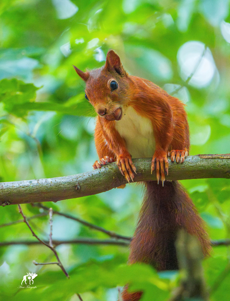 Eekhoorn met Hazelnoot in het Groene Paradijs