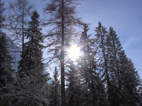 ZIe de zon schijnt door de bomen