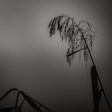 Laat je kop niet hangen