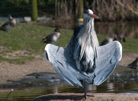 Reiger