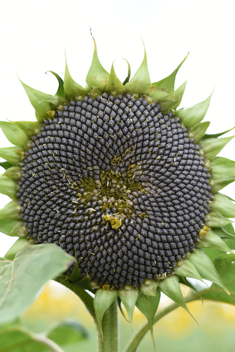 zonnebloem als vogelvoer