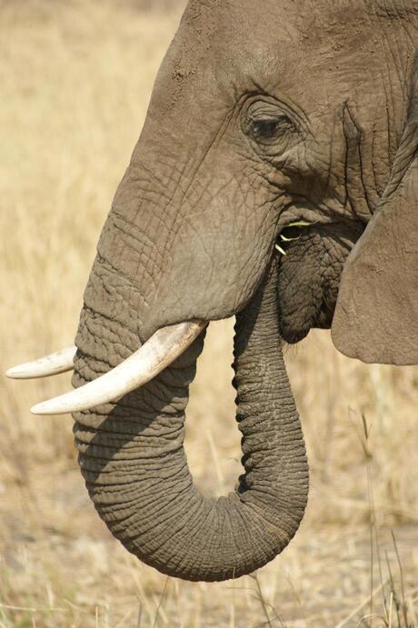 Olifant