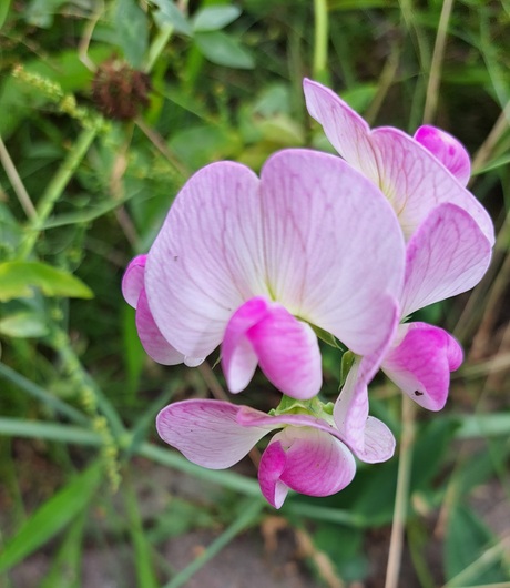 Mooie lathyrus