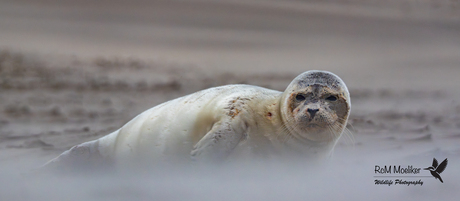 De gewone zeehond.