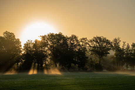 De zon door de bomen met mist