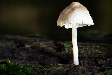 Paddestoel in het licht