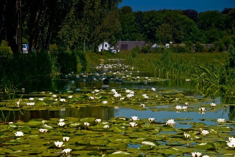 Lelies in vaart 2