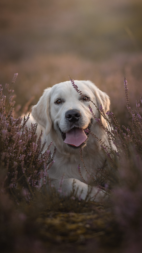 Pup + paarse heide = machtig mooi