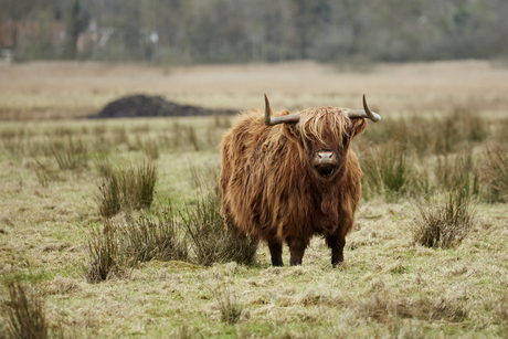 Schotse Hooglander