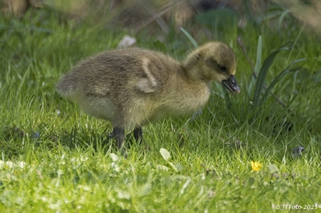 Grauwe Gans