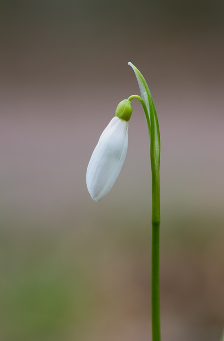Kaarsrecht sneeuwklokje