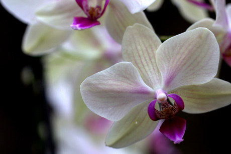 witte orchidee