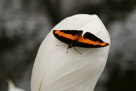 Orchideeën en vlindertuin - juni 2010.