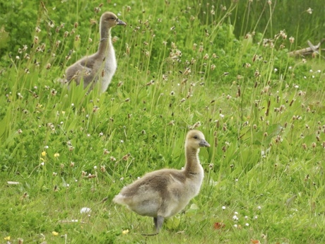 Chicks!