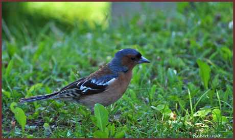 Vink (male)
