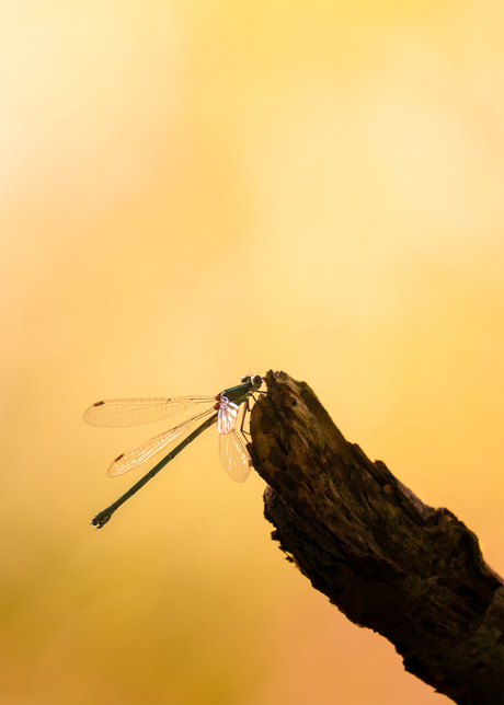 Silhouette van een libelle