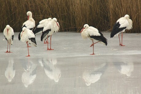 Spiegelbeeld