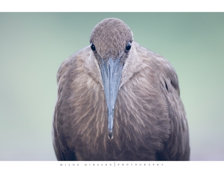 Hamerkop 