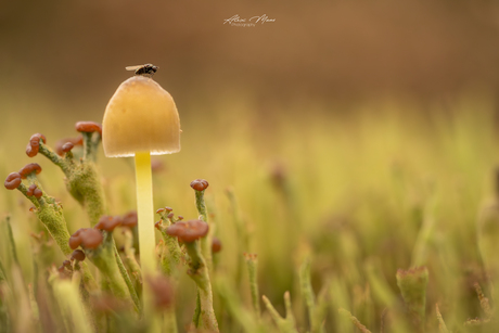 Vlieg op paddenstoel