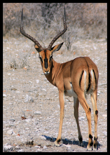 Impala