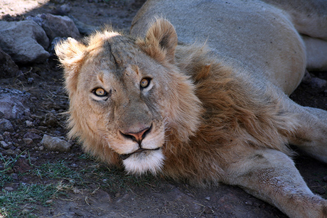 Leeuw Ngorongoro Krater