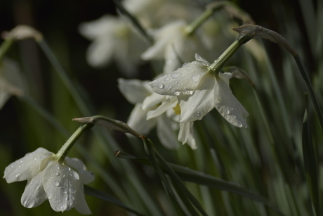 Waterdrops