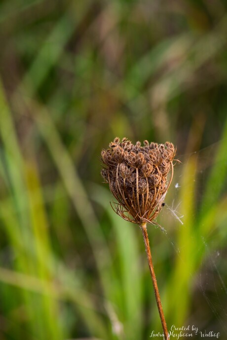 Uitgebloeide Wilde peen