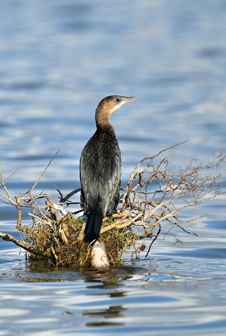 Pygmy Cormorant