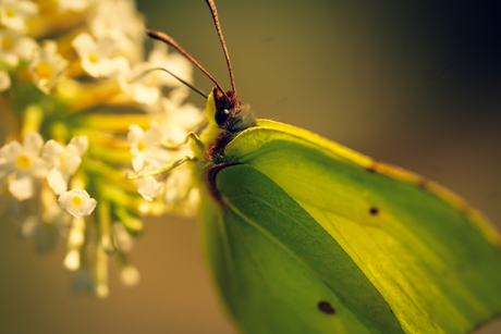 Citroenvlinder