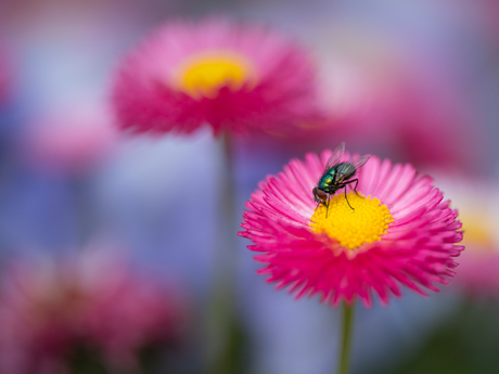 Viooltjes en madeliefjes…