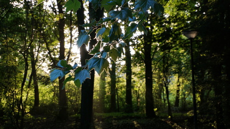 Glanzende bladeren