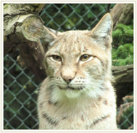 Europese lynx