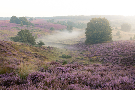 Zonsopkomst boven de paarse heide