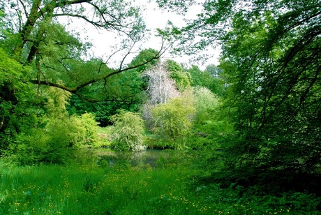 Amsterdamse bos