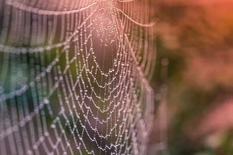 Web in ochtenddauw