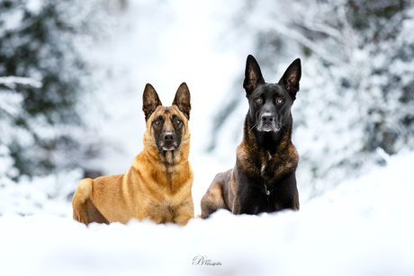 Stoere honden in de sneeuw
