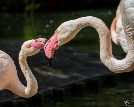 Roze flamingo's 
