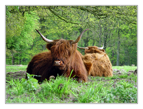 Schotse Hooglanders