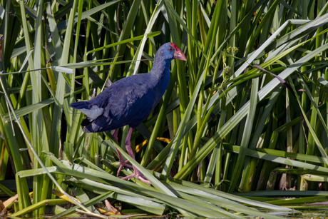 Purperkoet  in een Hollandse polder