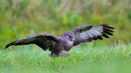 Buizerd