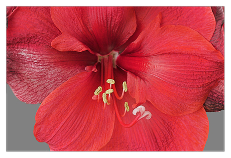 Amaryllis