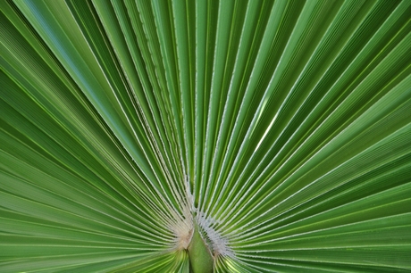 Palm Curacao