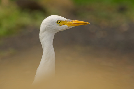 Loslopende koereigers 8