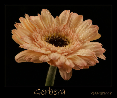 Gerbera