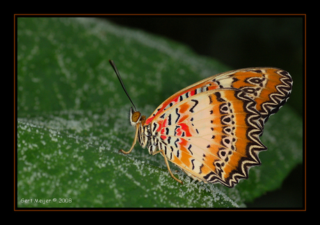 Cethosia biblis