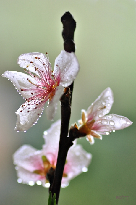 Lente is.......pruimenbloesem!