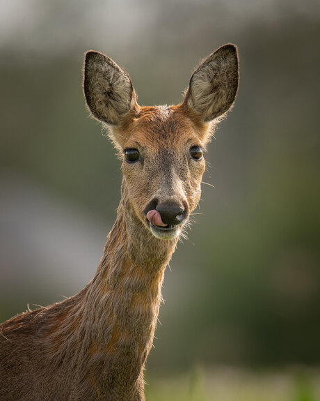 Close-up van Reegeit